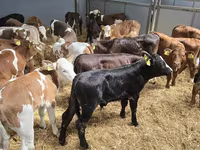 Bull, Cattle — photo 1