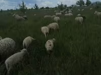 公羊, Merino sheep — 照片 1