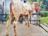 公牛, Cattle — 照片 1