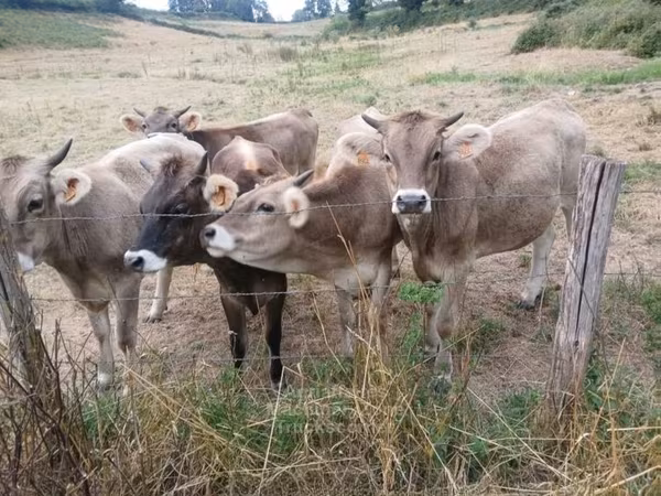 Cow, Cattle
