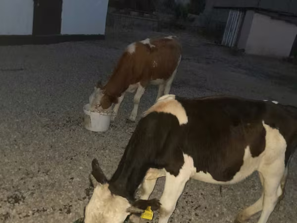 Toro, Swiss cattle