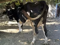Kuh, Holstein-Rasse — Foto 6
