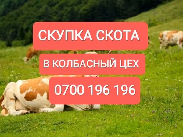 Cattle