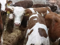 Byk, Simmental cattle — zdjęcie 6