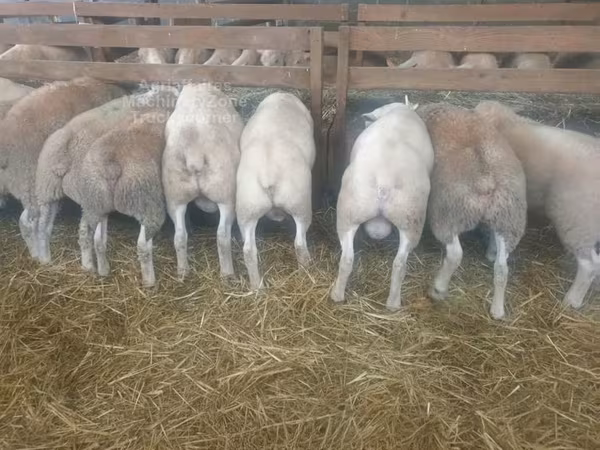 Sheep, Baerchuke sheep — United Kingdom
