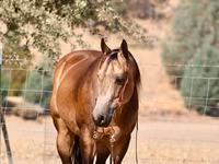 Caballo, Quarter Horse — foto 4