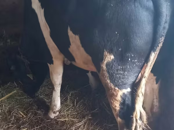 Toro, Raza Holstein
