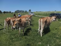 Cow, Jersey breed — photo 3