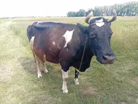 Krowa, Bydło — zdjęcie 1