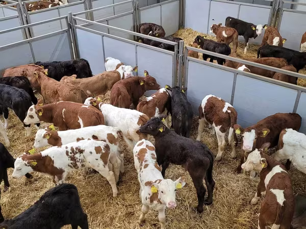 Bull, Cattle