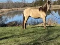 Horse (M), Rocky Mountain Horse — photo 2