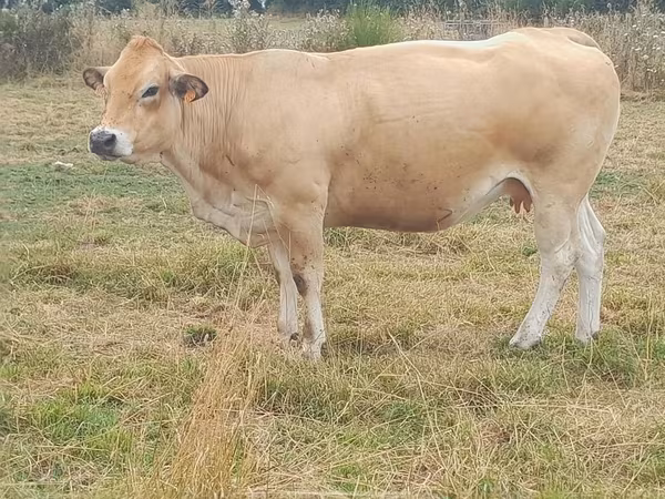 Cow, Partenaise cattle — United Kingdom
