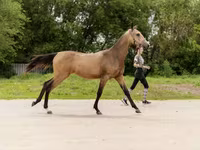 Kobyła, Akhal-Teke — zdjęcie 5