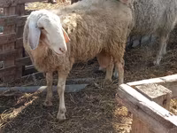 公羊, Assaf sheep — 照片 4