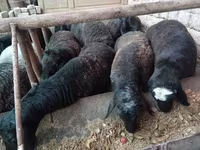 公羊, Rhon sheep — 照片 4