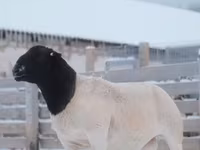 公羊, Dorper sheep — 照片 3