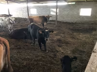 Bull, Aberdeen-Angus — photo 2