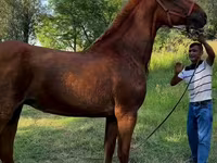 घोड़ी, Skyros Pony — फ़ोटो 1