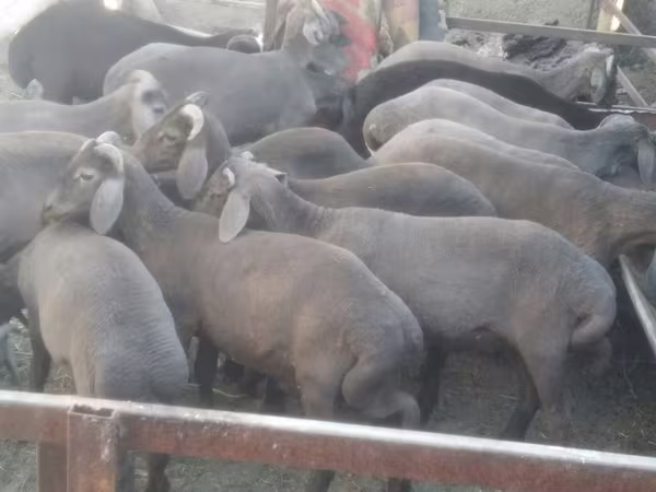 Baran, Arabi sheep