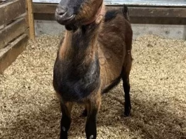 बकरा, Alpine goat