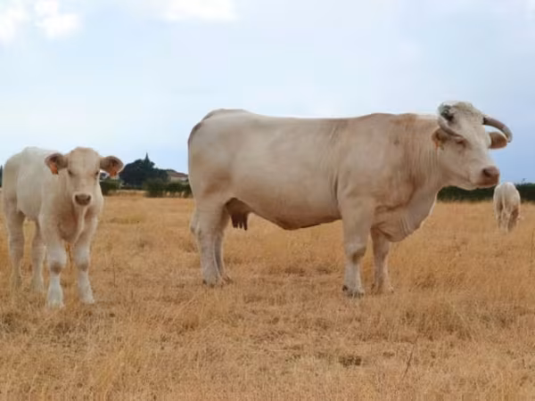 Cow, Charolais cattle