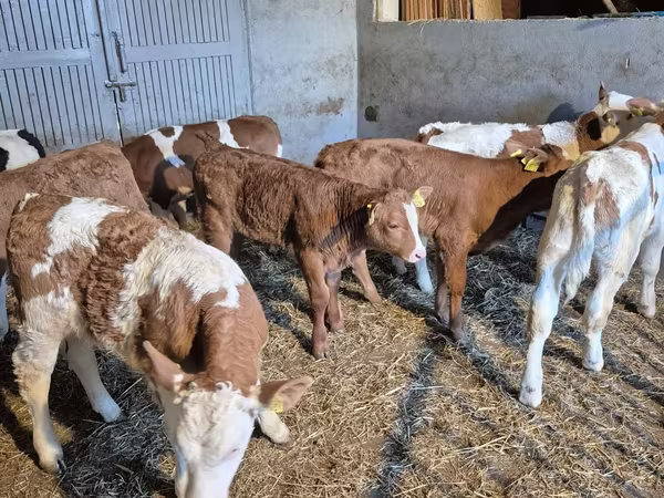 Bull, Cattle