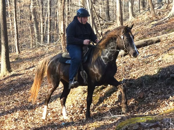 Horse (M), Rocky Mountain Horse