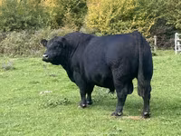 公牛, Aberdeen-Angus — 照片 1