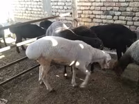 Baran, Owce — zdjęcie 3