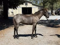 Mare, Rocky Mountain Horse — photo 5