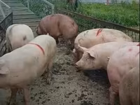公猪, Pigs — 照片 5