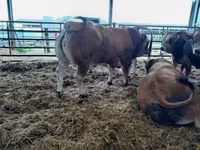 公牛, Partenaise cattle — 照片 3