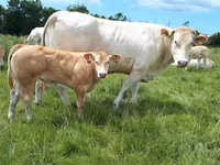 Bull, Blonde d’Aquitane cattle — photo 3