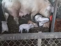 Knur, Świnie — zdjęcie 3