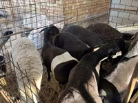 公羊, Sheep — 照片 2