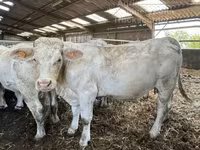 Vaca, Charolais cattle — foto 2