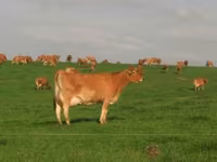 Cow, Jersey breed — photo 8