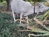Goat, Goats — photo 4