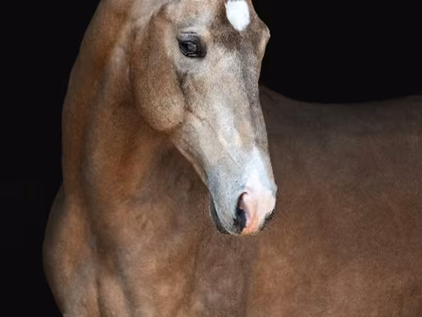 घोड़ा, Akhal-Teke