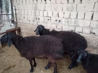 公羊, Sheep — 照片 4