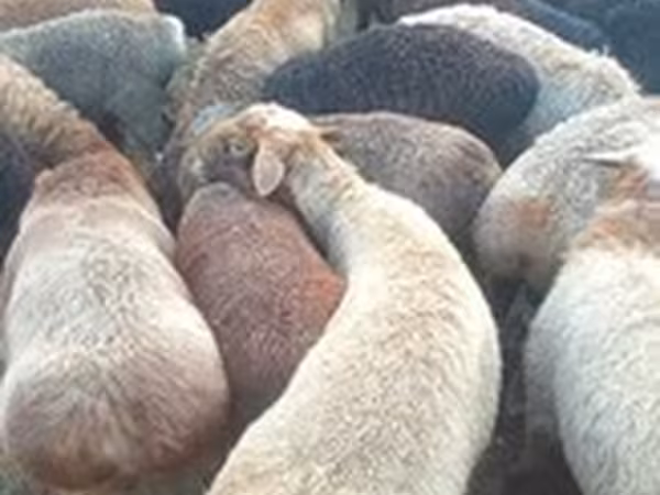 Edilbay sheep