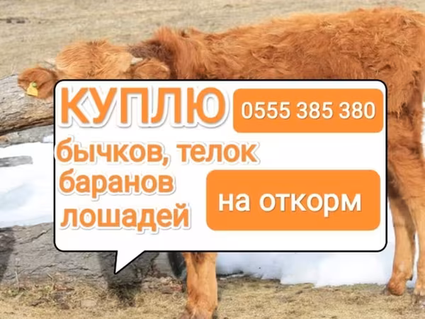 Cattle
