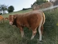 Bull, Limousin cow — photo 2