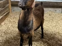 बकरा, Alpine goat — फ़ोटो 1