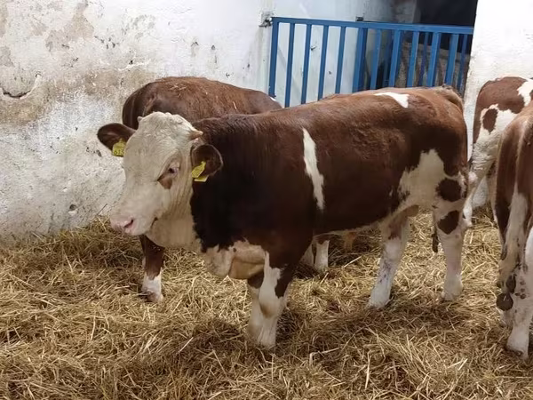 Byk, Simmental cattle