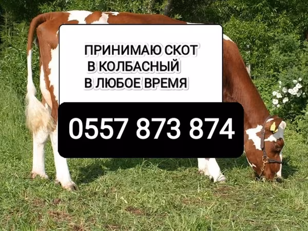 Cattle