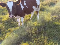 Krowa, Bydło — zdjęcie 3