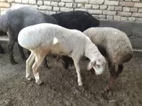 Baran, Owce — zdjęcie 4