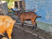 बकरी, Alpine goat — फ़ोटो 1