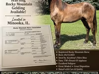 Horse (M), Rocky Mountain Horse — photo 1